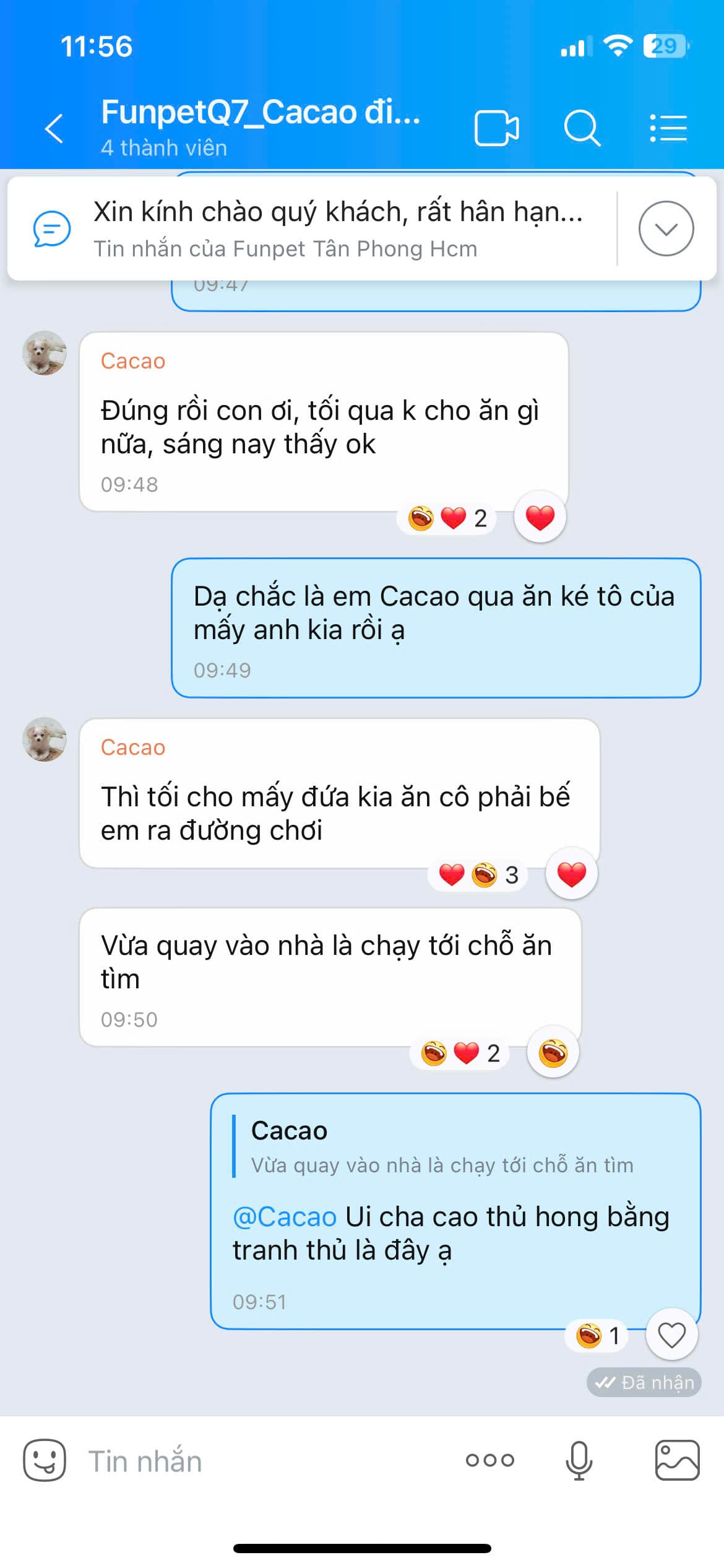 Cacao