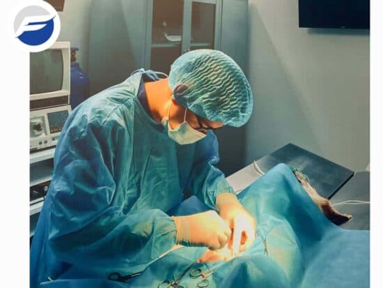 Phẫu Thuật Chó Bị Xoắn Ruột