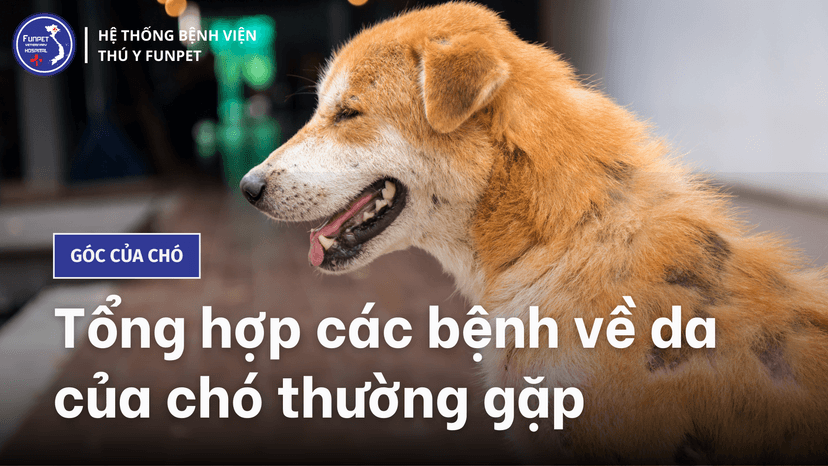 Tổng hợp các bệnh về da của chó thường gặp