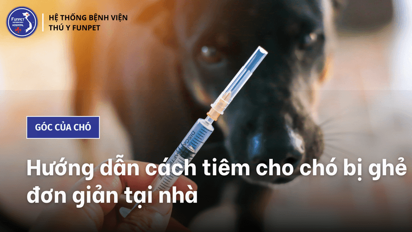 Hướng dẫn cách tiêm cho chó bị ghẻ đơn giản tại nhà