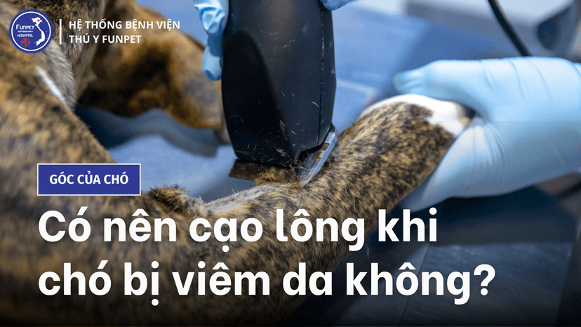 Có nên cạo lông khi chó bị viêm da không?