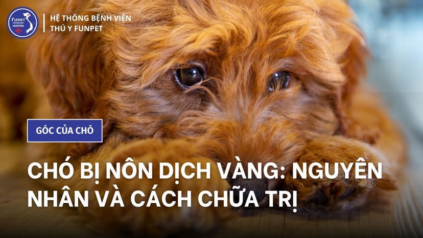 Chó bị nôn dịch vàng: Nguyên nhân và cách chữa trị