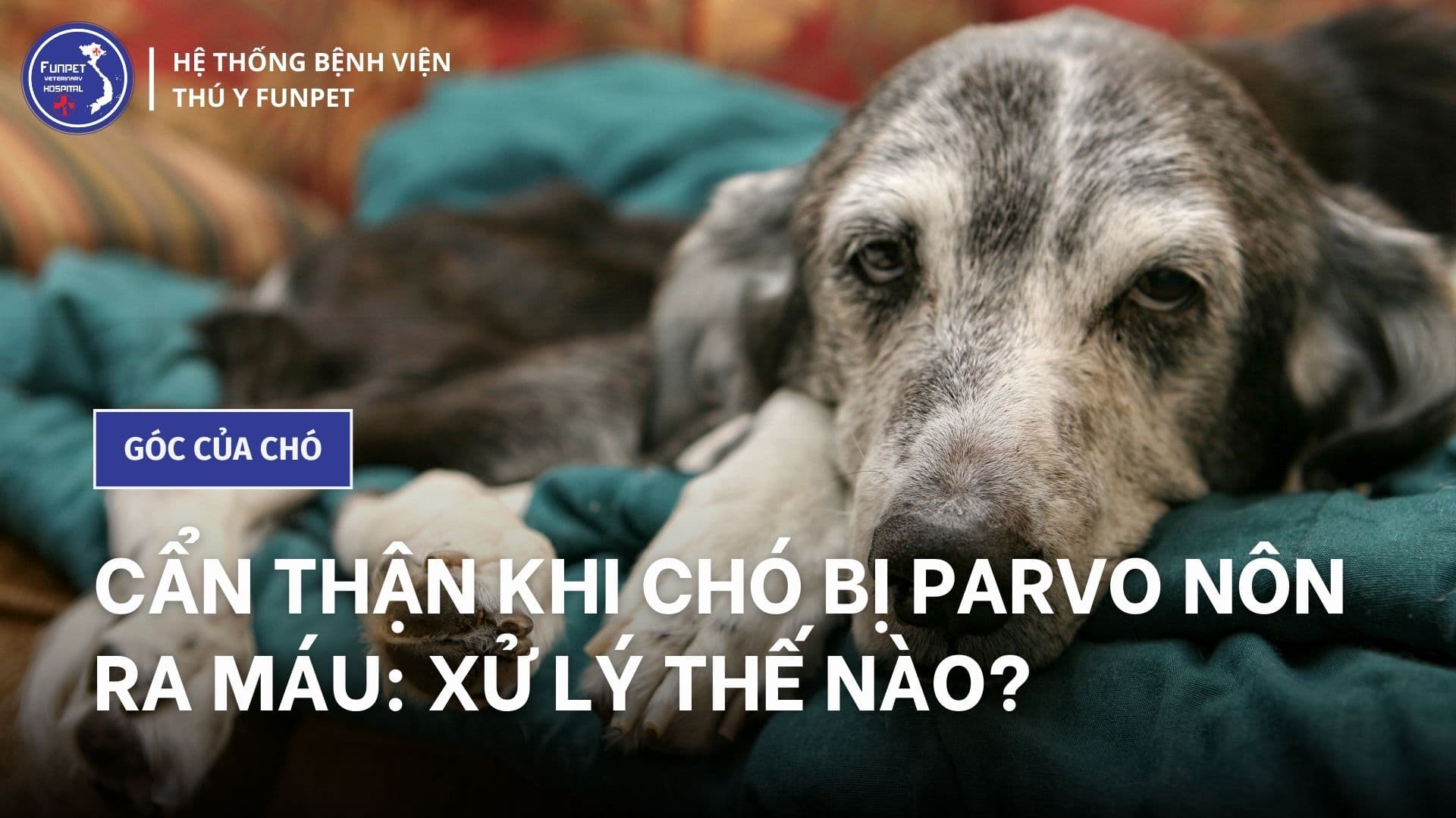 Cẩn thận khi chó bị parvo nôn ra máu: xử lý thế nào?