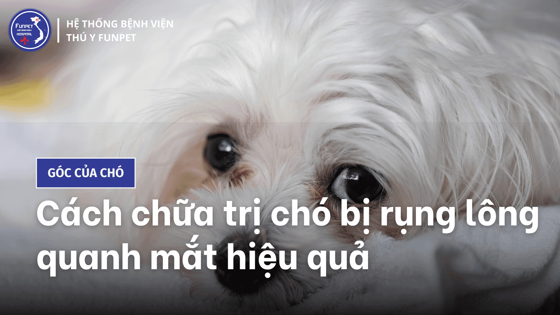 Cách chữa trị chó bị rụng lông quanh mắt hiệu quả