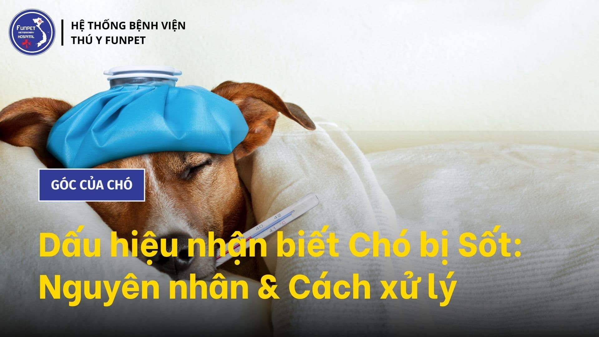 Dấu hiệu nhận biết chó bị sốt: Nguyên nhân & Cách xử lý