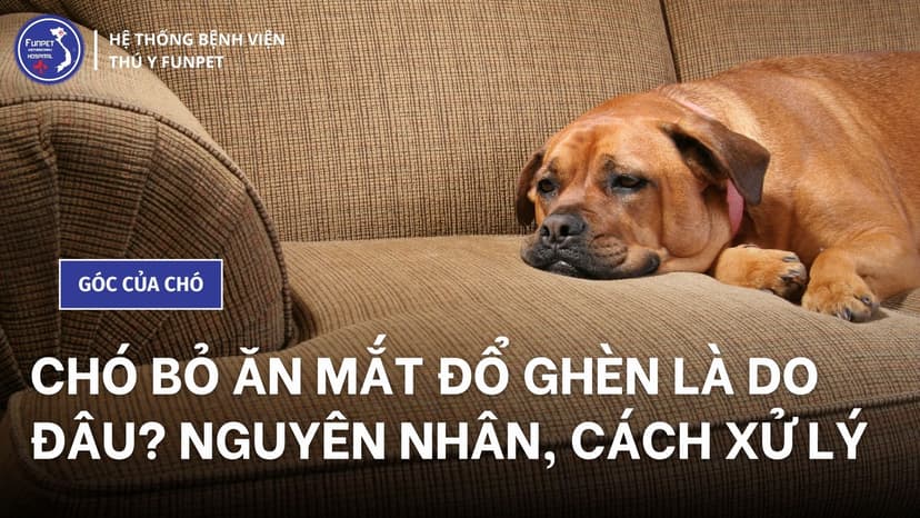 Chó bỏ ăn mắt đổ ghèn là do đâu? Nguyên nhân, cách xử lý