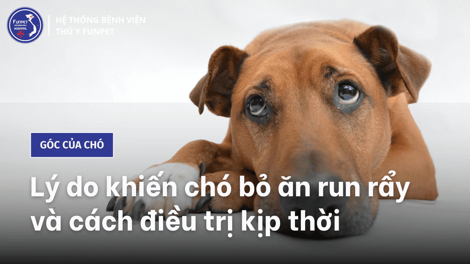 Lý do khiến chó bỏ ăn run rẩy và cách điều trị kịp thời