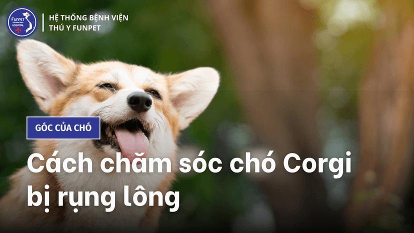 Chó Corgi có bị rụng lông không? Xử lý như thế nào?