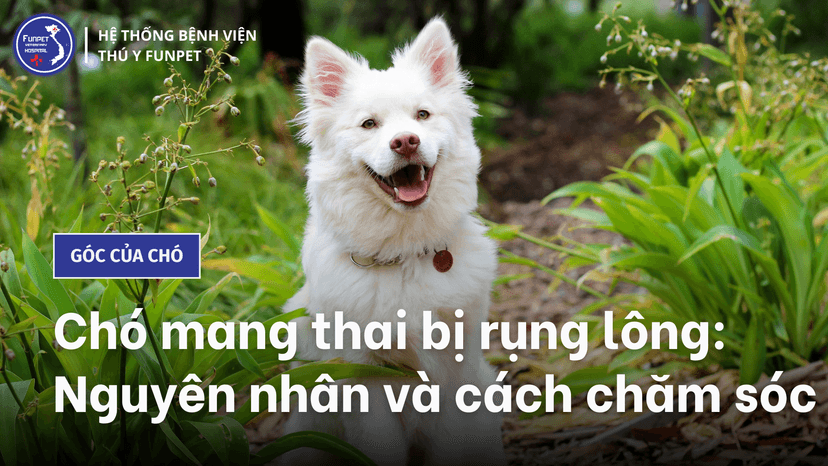 Chó mang thai bị rụng lông: Nguyên nhân và cách chăm sóc