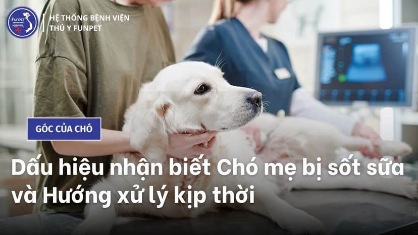 Dấu hiệu nhận biết Chó mẹ bị sốt sữa và Hướng xử lý kịp thời