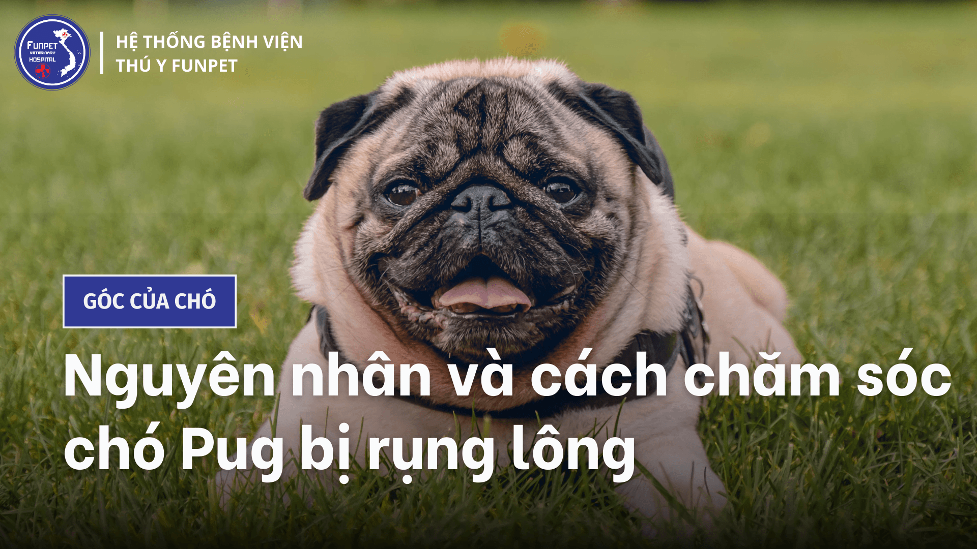 Nguyên nhân và cách chăm sóc chó Pug bị rụng lông