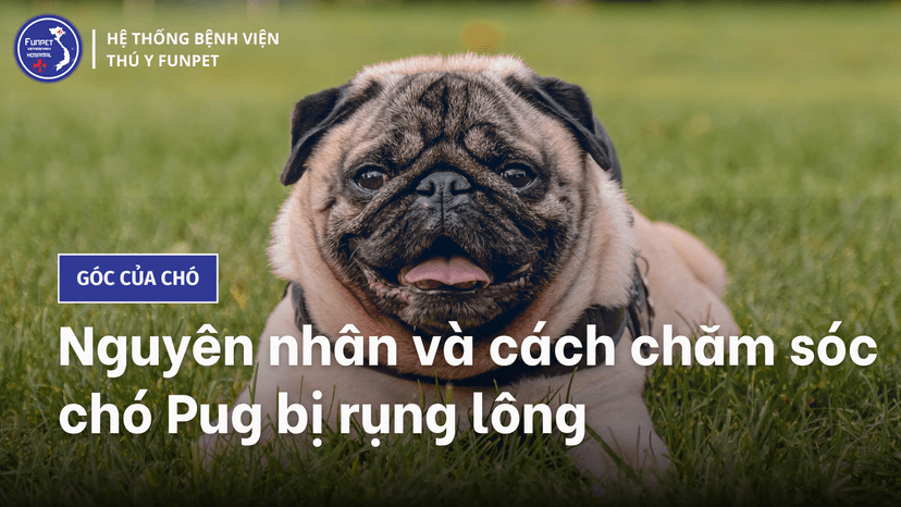 Nguyên nhân và cách chăm sóc chó Pug bị rụng lông