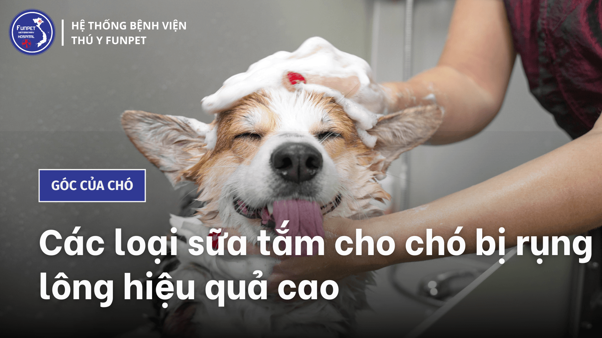 Top 6 loại sữa tắm cho chó bị rụng lông an toàn, hiệu quả