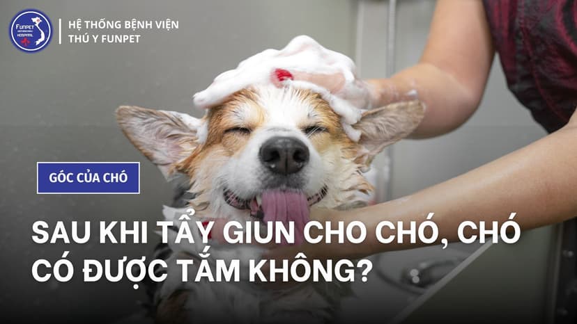 Sau khi tẩy giun cho chó, chó có được tắm không?