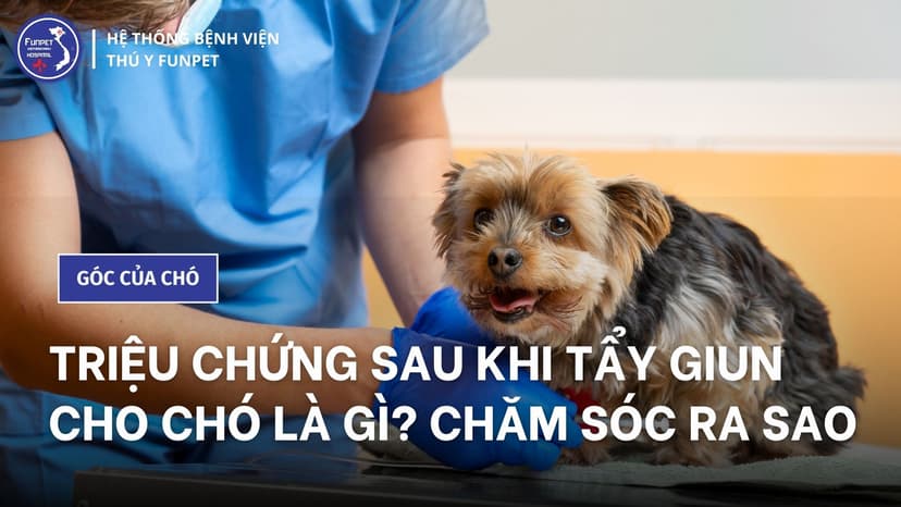 Biểu hiện & Cách xử lý sau khi tẩy giun cho chó sai cách, quá liều