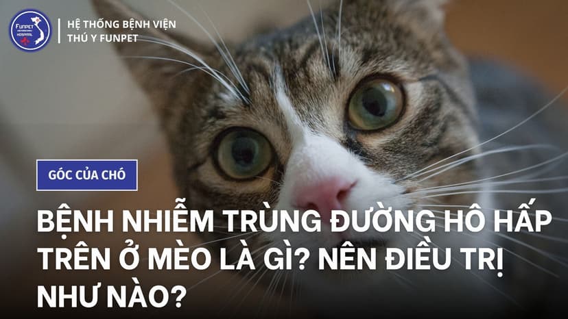 Bệnh nhiễm trùng đường hô hấp trên ở mèo là gì? Nên điều trị như nào?