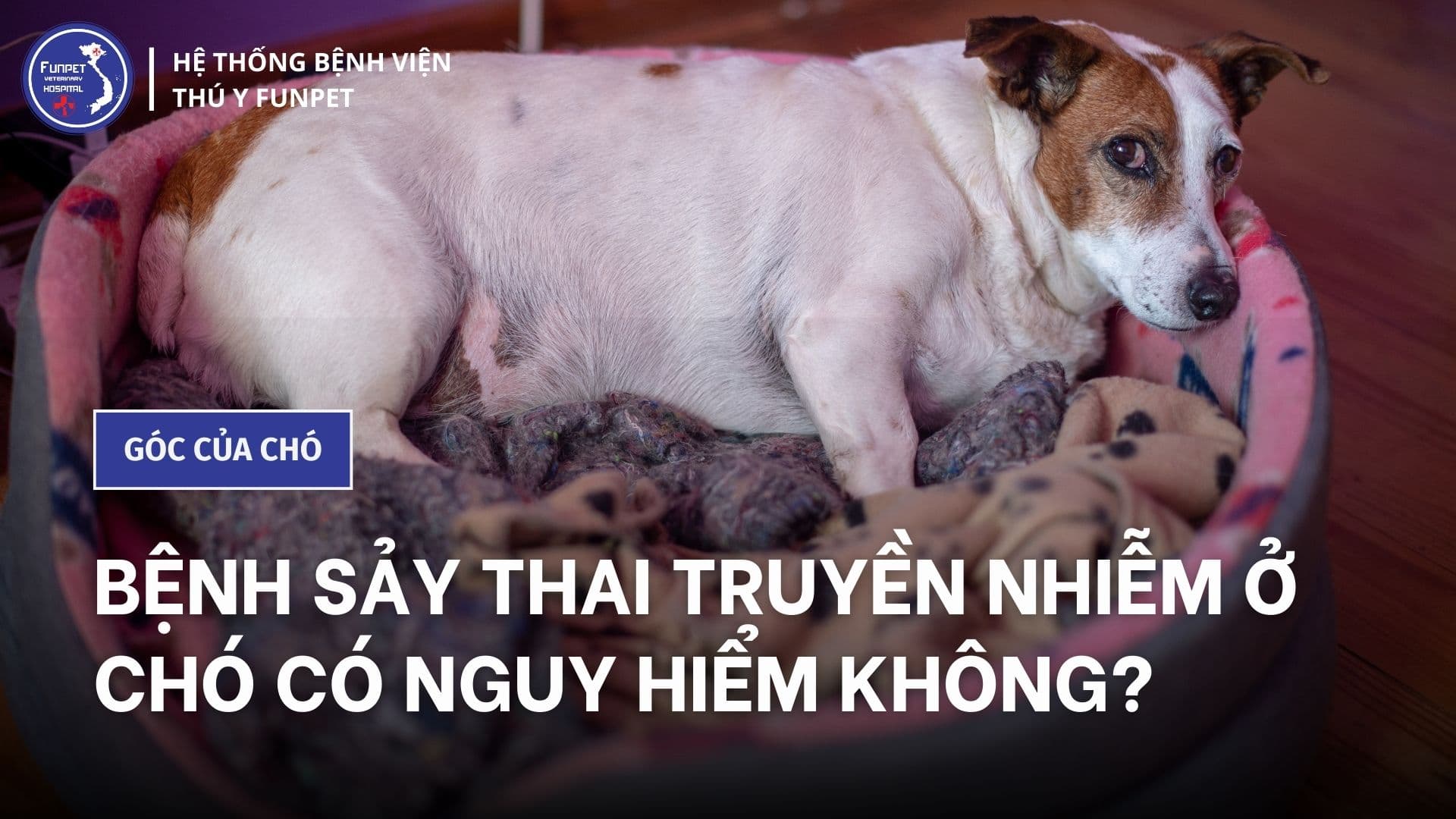 Bệnh sảy thai truyền nhiễm ở chó có nguy hiểm không?