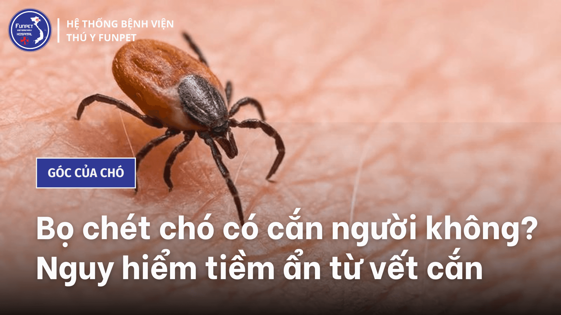 Bọ chét chó có cắn người không? Nguy hiểm tiềm ẩn từ vết cắn