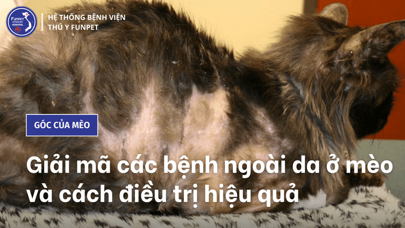 Giải mã các bệnh ngoài da ở mèo và cách điều trị hiệu quả