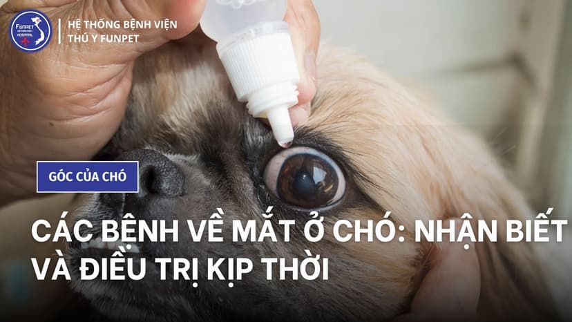 Các bệnh về mắt của chó thường gặp: nhận biết và điều trị kịp thời