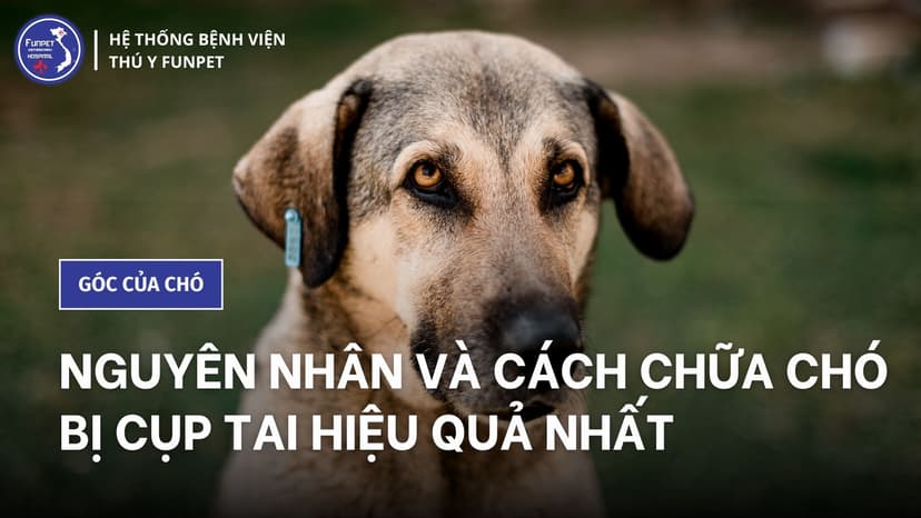 Nguyên nhân và cách chữa chó bị cụp tai hiệu quả nhất
