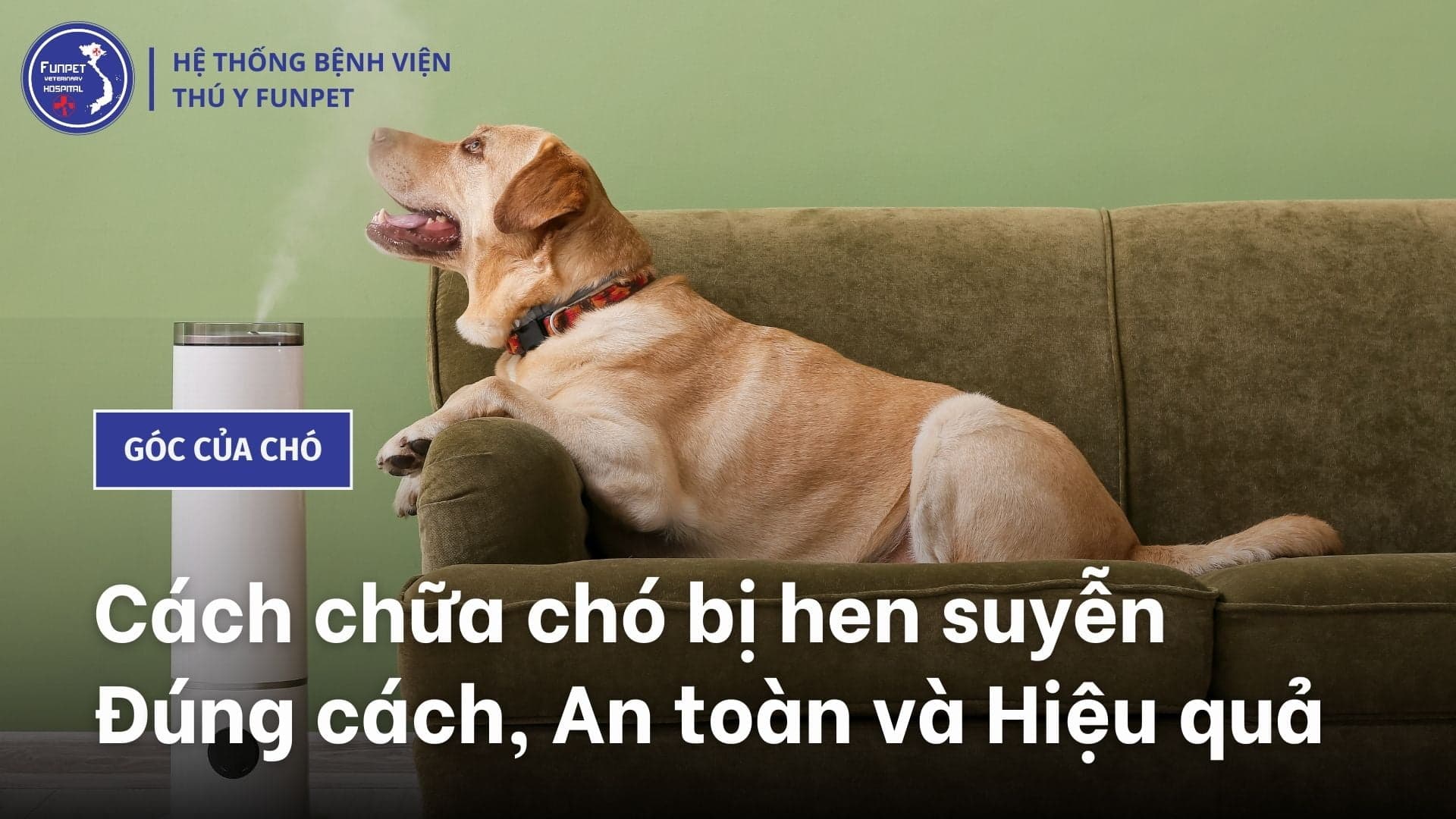 Cách chữa chó bị hen suyễn và phòng tránh chó lên cơn hen