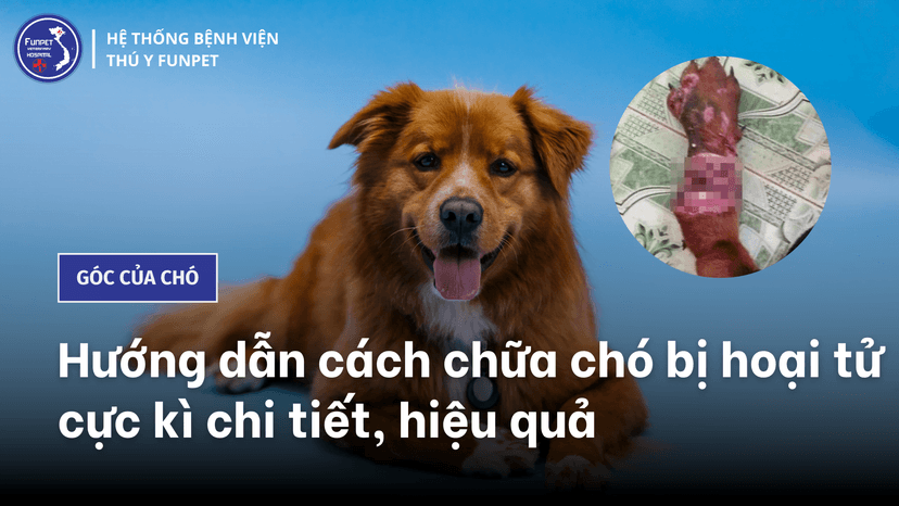Hướng dẫn cách chữa chó bị hoại tử cực kì chi tiết, hiệu quả