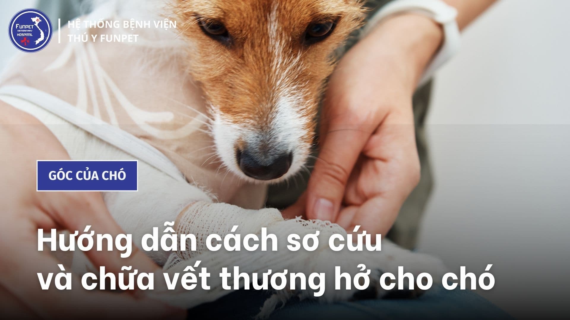 Hướng dẫn cách sơ cứu và chữa vết thương hở cho chó