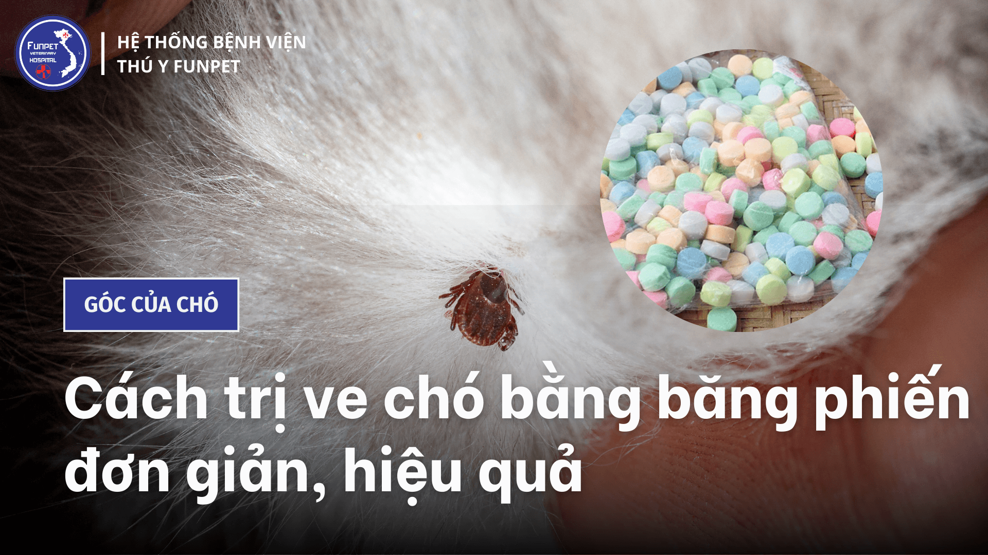 Cách trị ve chó bằng băng phiến đơn giản, hiệu quả