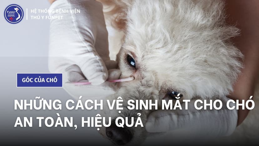 Hướng dẫn cách vệ sinh mắt cho chó an toàn, hiệu quả