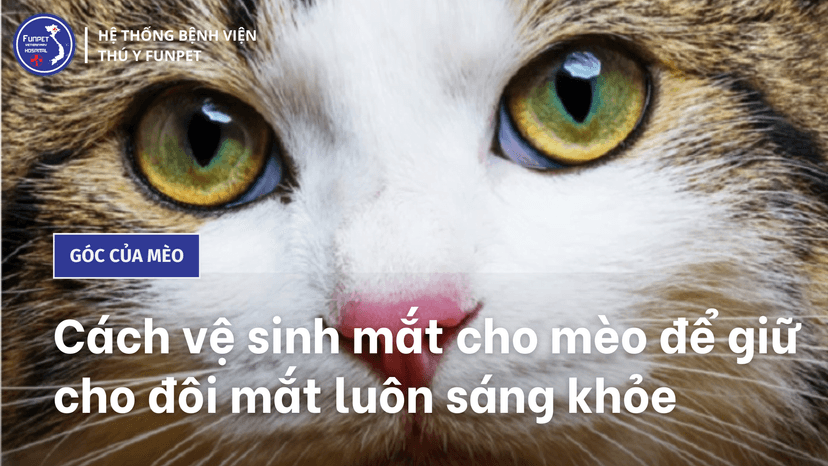 Cách vệ sinh mắt cho mèo để giữ cho đôi mắt luôn sáng khỏe