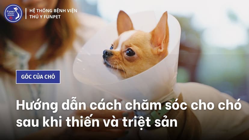 Hướng dẫn chăm sóc Chó sau khi thiến và triệt sản