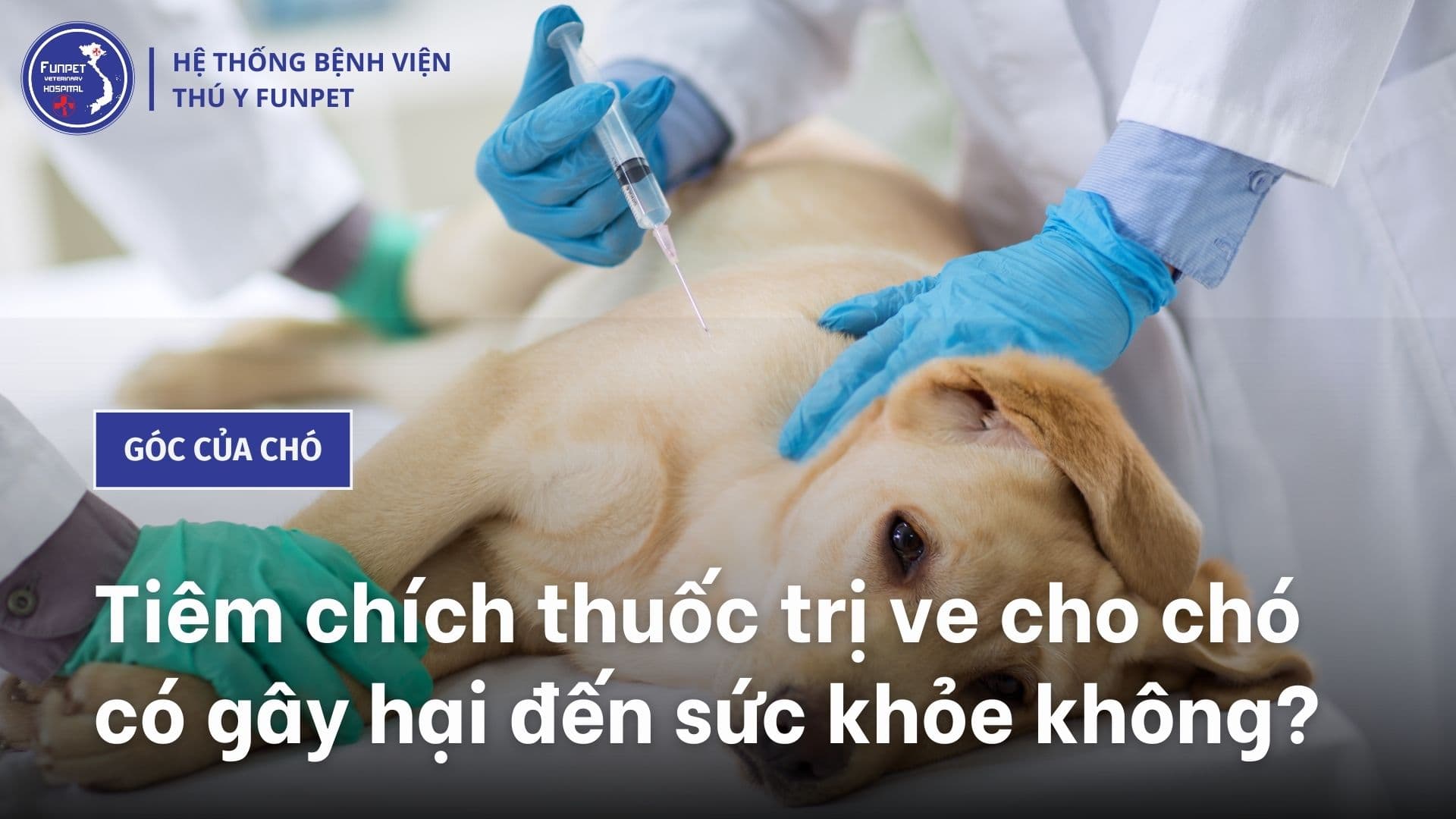 Chích thuốc trị ve cho chó có gây hại đến sức khỏe không?