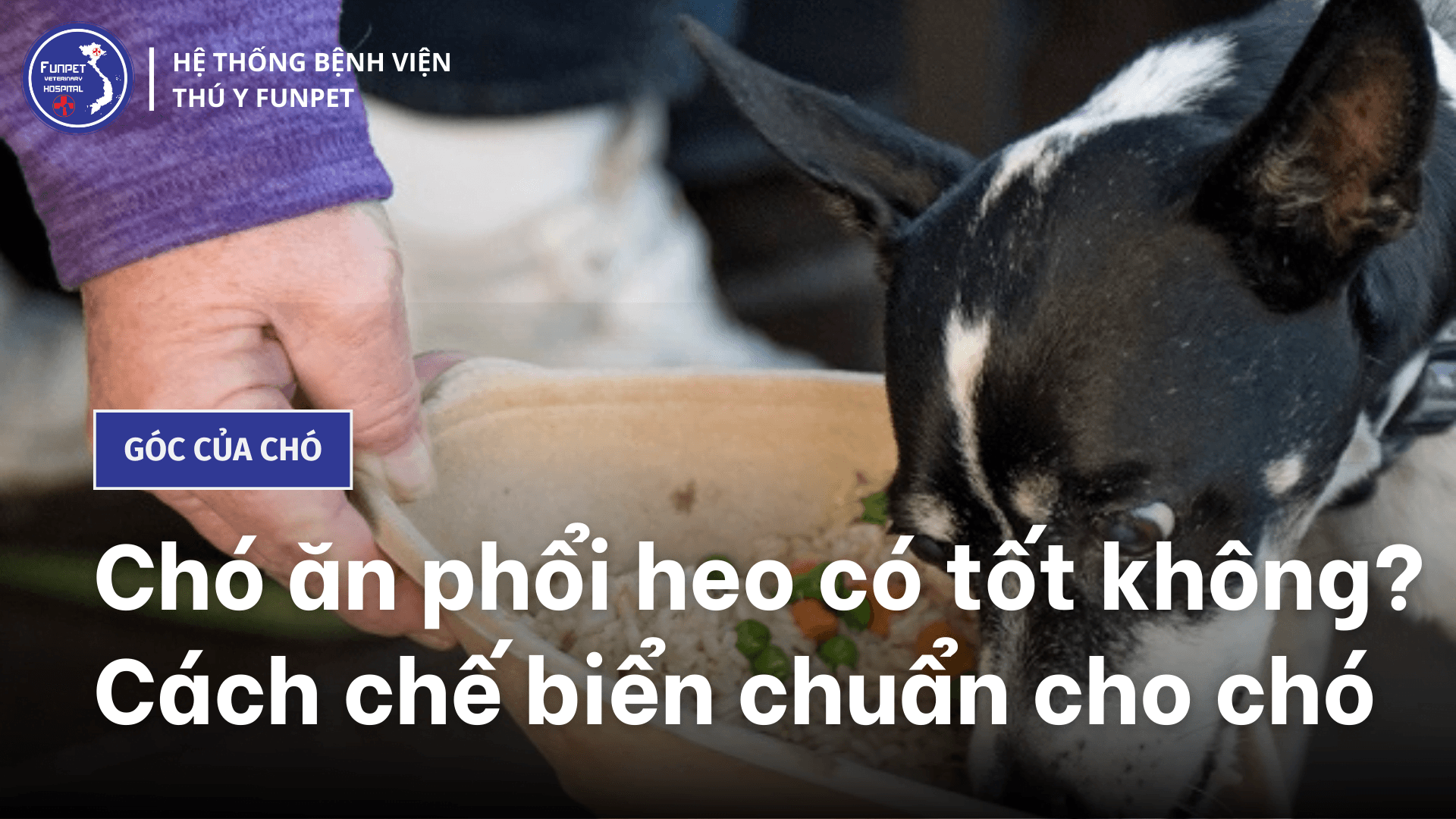 Chó ăn phổi heo có tốt không? Cách chế biển chuẩn cho chó
