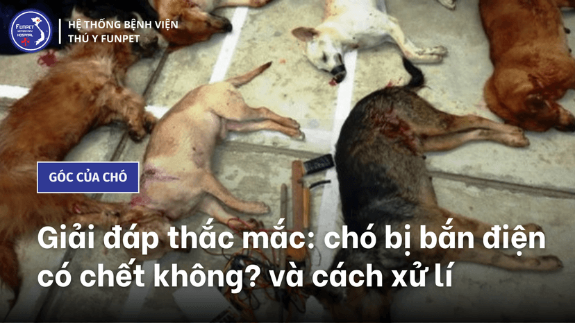 Giải đáp thắc mắc: Chó bị bắn điện có chết không? và cách xử lí