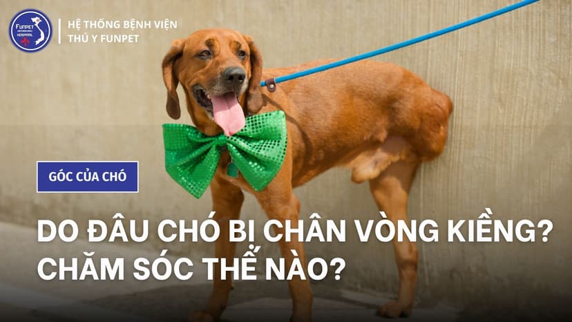 Do đâu chó bị chân vòng kiềng? Chăm sóc thế nào?