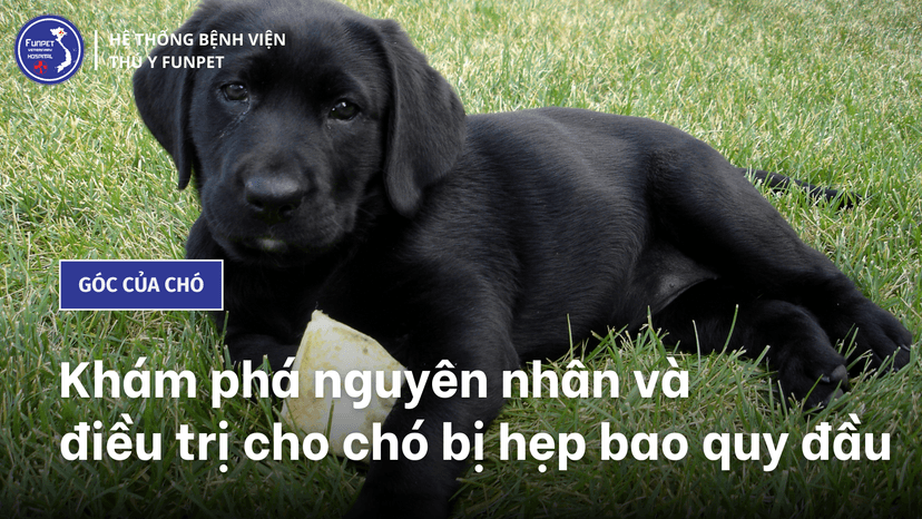 Khám phá nguyên nhân và điều trị cho chó bị hẹp bao quy đầu