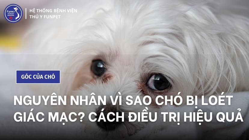 Nguyên nhân vì sao chó bị loét giác mạc? Cách điều trị hiệu quả