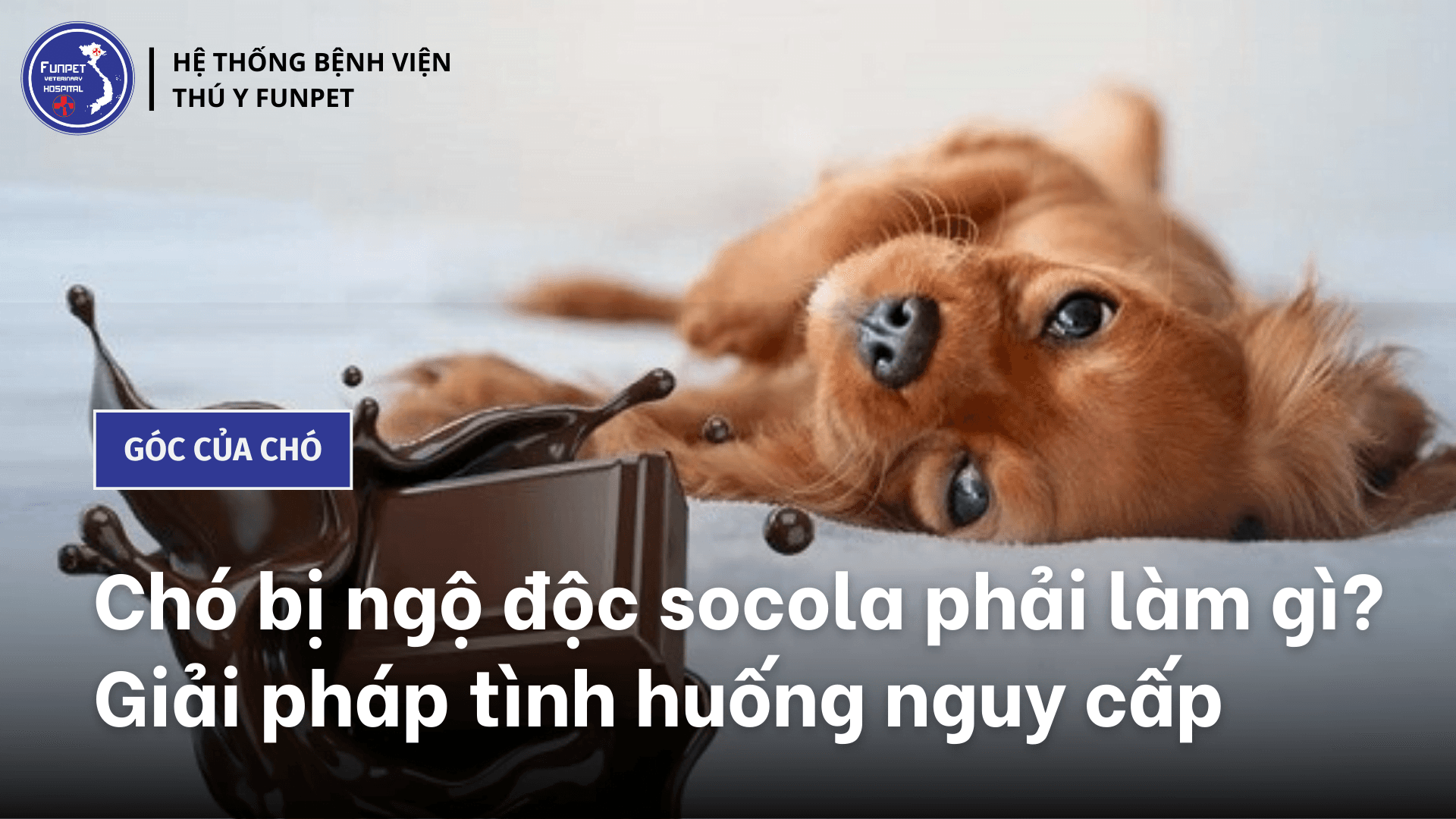 Chó bị ngộ độc socola phải làm gì? Giải pháp tình huống nguy cấp