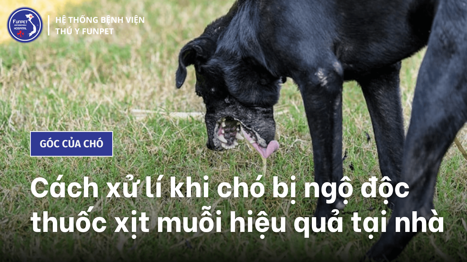 Cách xử lí khi chó bị ngộ độc thuốc xịt muỗi hiệu quả tại nhà