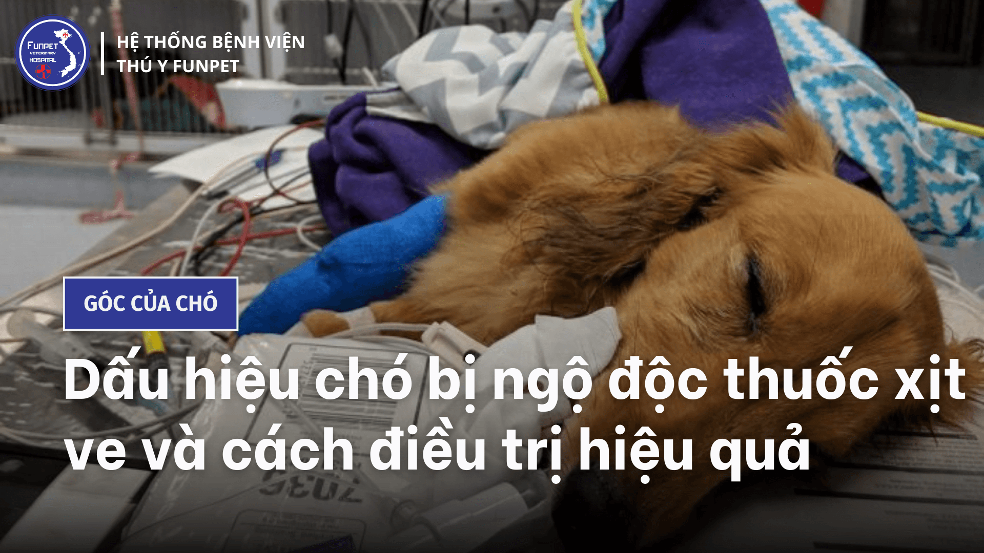 Dấu hiệu chó bị ngộ độc thuốc xịt ve và cách điều trị hiệu quả