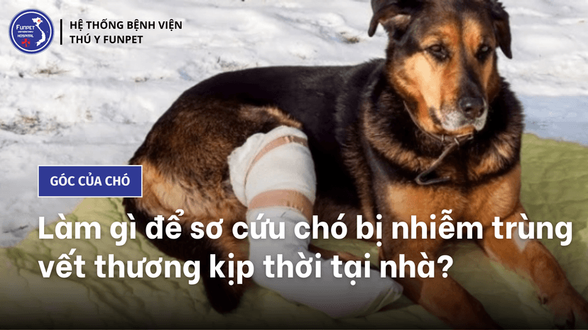 Làm gì để sơ cứu chó bị nhiễm trùng vết thương kịp thời tại nhà?