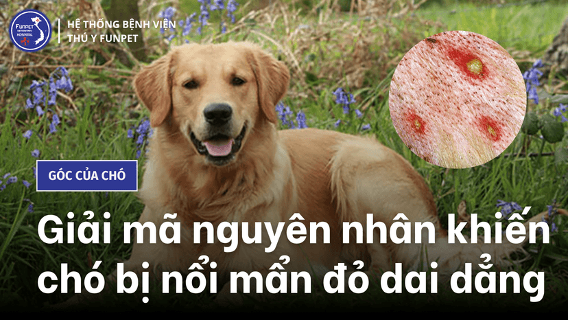 Giải mã nguyên nhân khiến chó bị nổi mẩn đỏ dai dẳng
