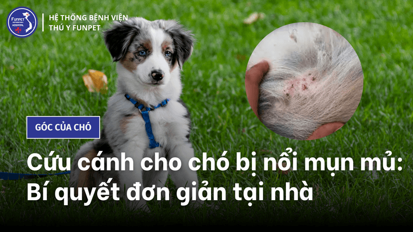 Cứu cánh cho chó bị nổi mụn mủ: Bí quyết đơn giản tại nhà