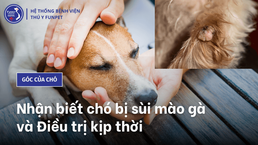 Nhận biết Chó bị sùi mào gà và Điều trị kịp thời