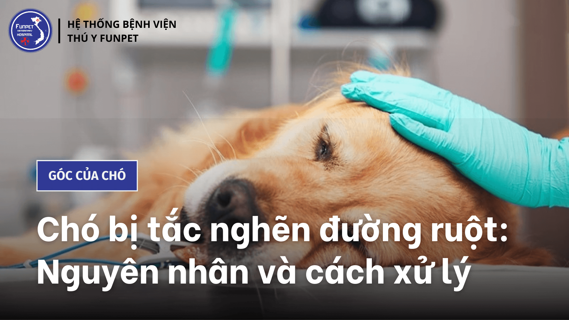 Chó bị tắc nghẽn đường ruột: Nguyên nhân và cách xử lý