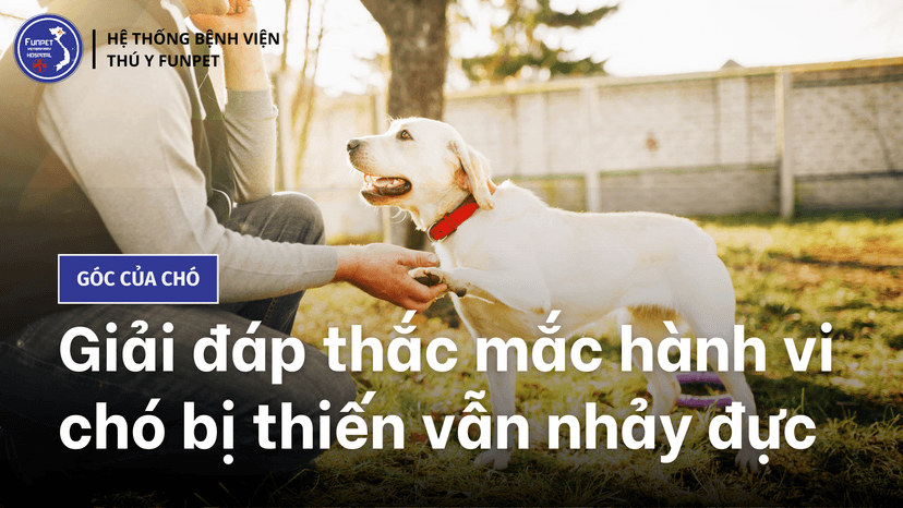 Giải đáp thắc mắc hành vi chó bị thiến vẫn nhảy đực