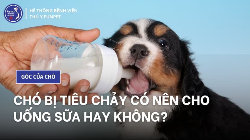 Chó bị tiêu chảy có nên cho uống sữa hay không?