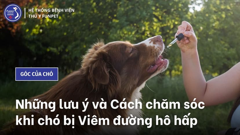 Tìm hiểu bệnh Chó bị viêm đường hô hấp trên