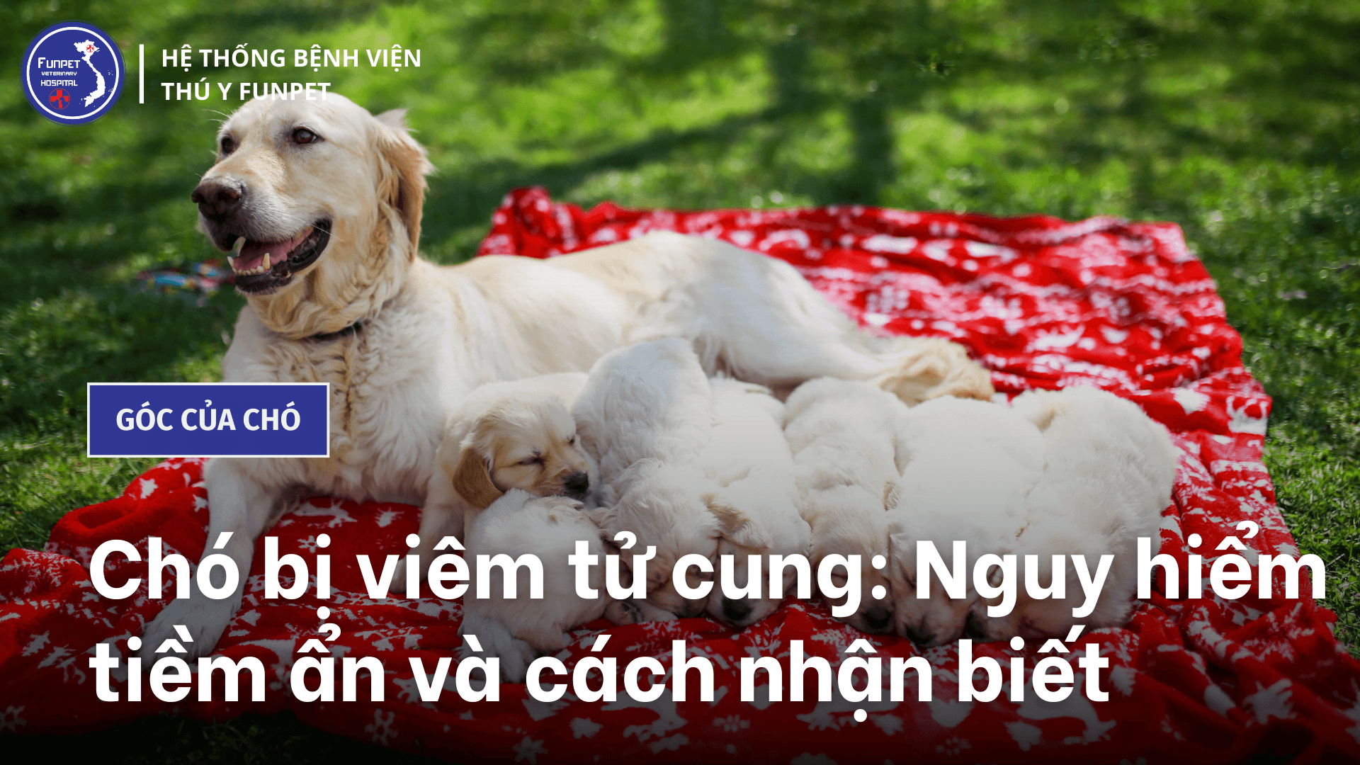 Triệu chứng chó bị viêm tử cung và Cách điều trị đúng đắn, khoa học
